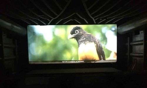Hyderabad: Short movie on pet well-being to be evaluated in theaters