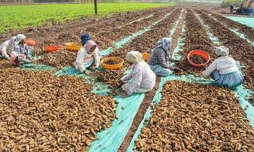  Turmeric no more rewarding plant for farmers in Nizamabad