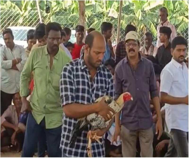 Two individuals pass away in Andhra throughout Sankranthi cockfights