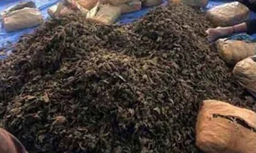 Ganja value Rs 15 lakh seized in Kothagudem