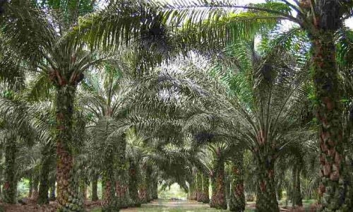 March 15 to gather mark in Mahabubnagar