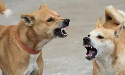  Two stray dogs assail on kids reported in Hyderabad