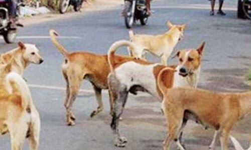 19 sheep killed and 4 injured by street dogs in Jagtial