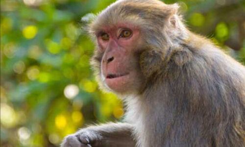 70-year-old adult female mauled by monkeys dies in Kamareddy