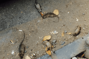 Animal Remains on Hyderabad Roads to be Cleared by Private Agencies