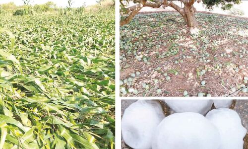 Disastrous Consequences of Unseasonal Rains