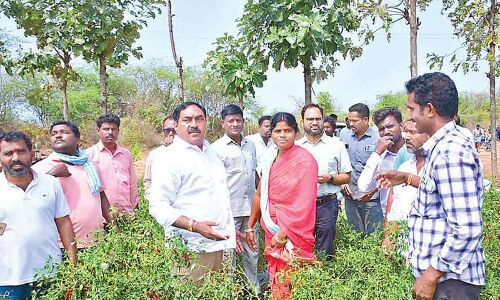 Farmers in Warangal devastated by recent hailstorm