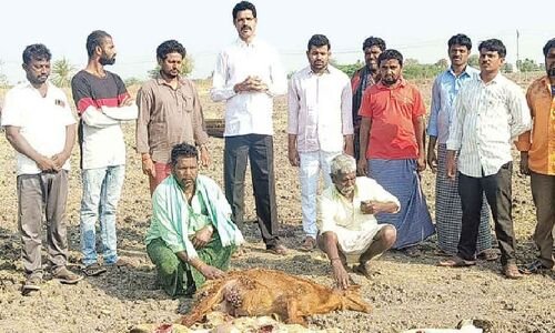  Gadwal: 20 woolly mammal killed by stray dogs