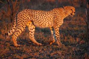 Heart Attack Claims Life of Cheetah Gifted by Saudi Prince in Hyderabad