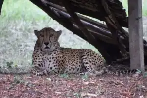 Heart Attack Claims Life of Nehru Zoological Park’s Last Cheetah in Hyderabad