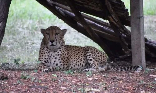 Heart Attack Claims Life of Nehru Zoological Park’s Last Cheetah in Hyderabad