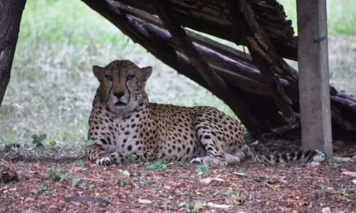 Heart Attack Claims Life of Nehru Zoological Park's Last Cheetah in Hyderabad