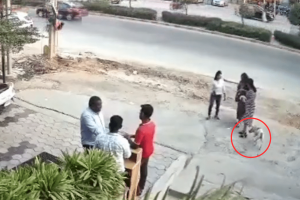 Hyderabad Girlfriend Injured After Being Attacked by Stray Hotdog – Sentinel the Video recording