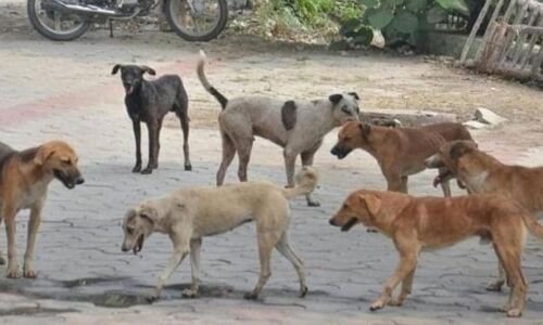  Hyderabad: Stray dogs assault kids in Rajendranagar limits