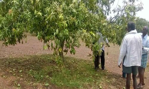 Mango and Paddy Crops Suffer Significant Damage Due to Heavy Rains and Hailstorm