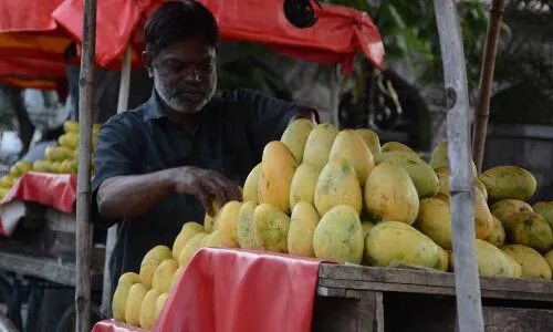 Mango prices expected to rise due to unexpected rainfall timing.