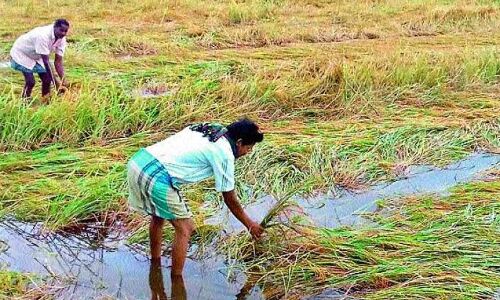 Seasonal Rains Cause Crop Loss, Severely Affecting Farmers in Telangana
