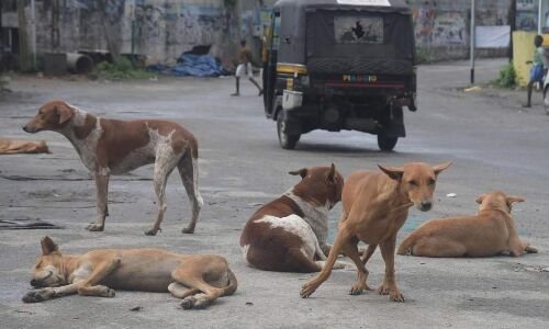  Stray hotdog menace refuses to conk out down across Hyderabad