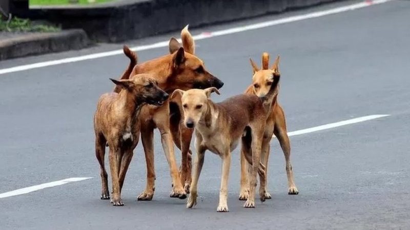 Street Dog Attack on Child in Hyderabad – Another Tragic Incident