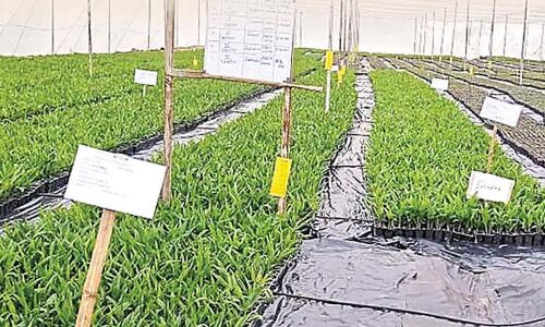 The Government Plans to Cultivate Palm Oil on 20L Acres in TS: An Overview