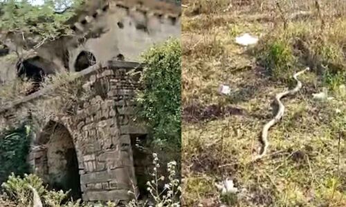 10-ft Cobra Found in Newly Discovered Tunnel at Mushk Mahal in Attapur by Youth in Rangareddy