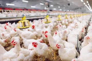 Chinese Man Sentenced to 6 Months in Jail for Causing the Death of 1,100 Chickens Belonging to His Neighbors through Intimidation