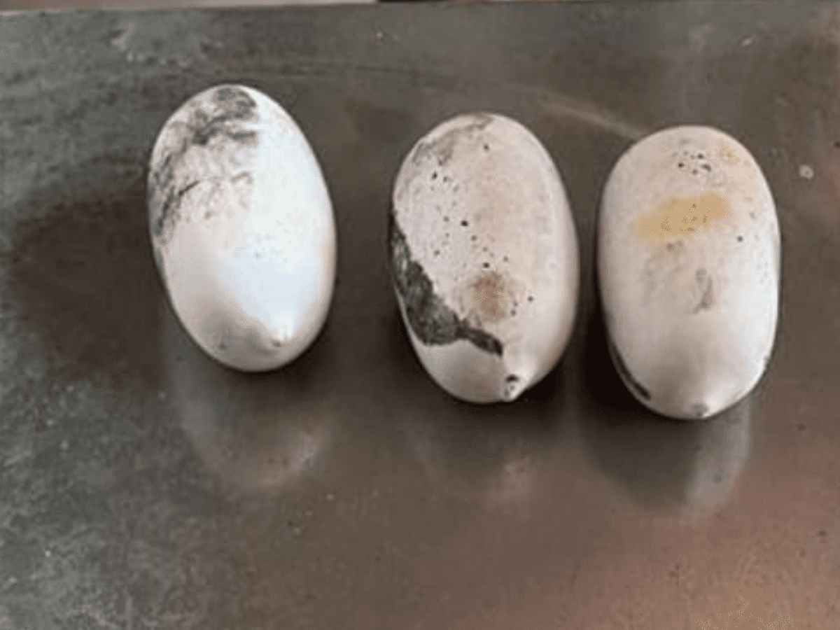 Customs in Hyderabad confiscate 512 grams of gold valued at Rs 32 lakhs.