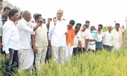 "Don't worry," Harish Rao tells farmers who suffered crop loss in Siddipet during meeting.