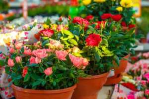 Gopal Rai announces free doorstep plant delivery service