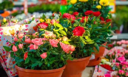 Gopal Rai announces free doorstep plant delivery service