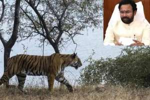 Kishan Reddy informs CM about declining tiger population and T’s under-utilisation of CAMPA funds