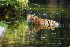 Measures Implemented by Hyderabad Zoo to Combat Summer Heat
