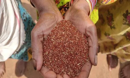 Millets Mission faces obstacles in Dhenkanal