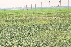 Mir Alam Lake in Hyderabad plagued by mosquito menace