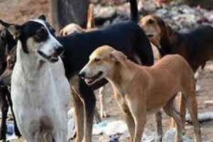 Municipal Corporation of Delhi considers establishing shelters for stray dogs in New Delhi