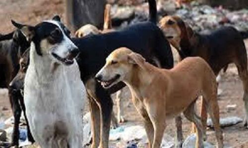 Municipal Corporation of Delhi considers establishing shelters for stray dogs in New Delhi