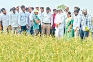 Nizamabad: Crop losses estimated at Rs 14 crore due to rains and hailstorm, say officials