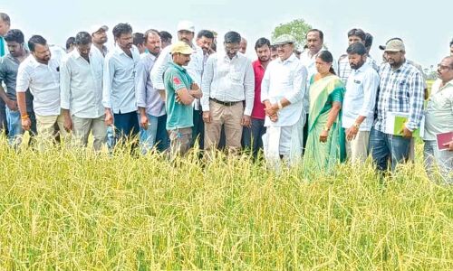Nizamabad: Crop losses estimated at Rs 14 crore due to rains and hailstorm, say officials