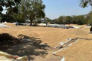 Purchase centers delay leaves farmers with looming losses.