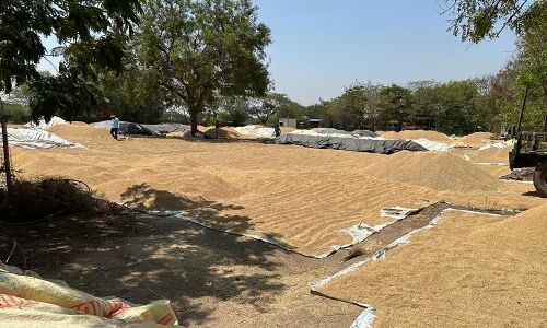 Purchase centers delay leaves farmers with looming losses.