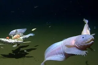 Scientists in Japan Catch Deepest Fish Ever Recorded at 8 km Below Sea Level – Watch the Incredible Discovery!