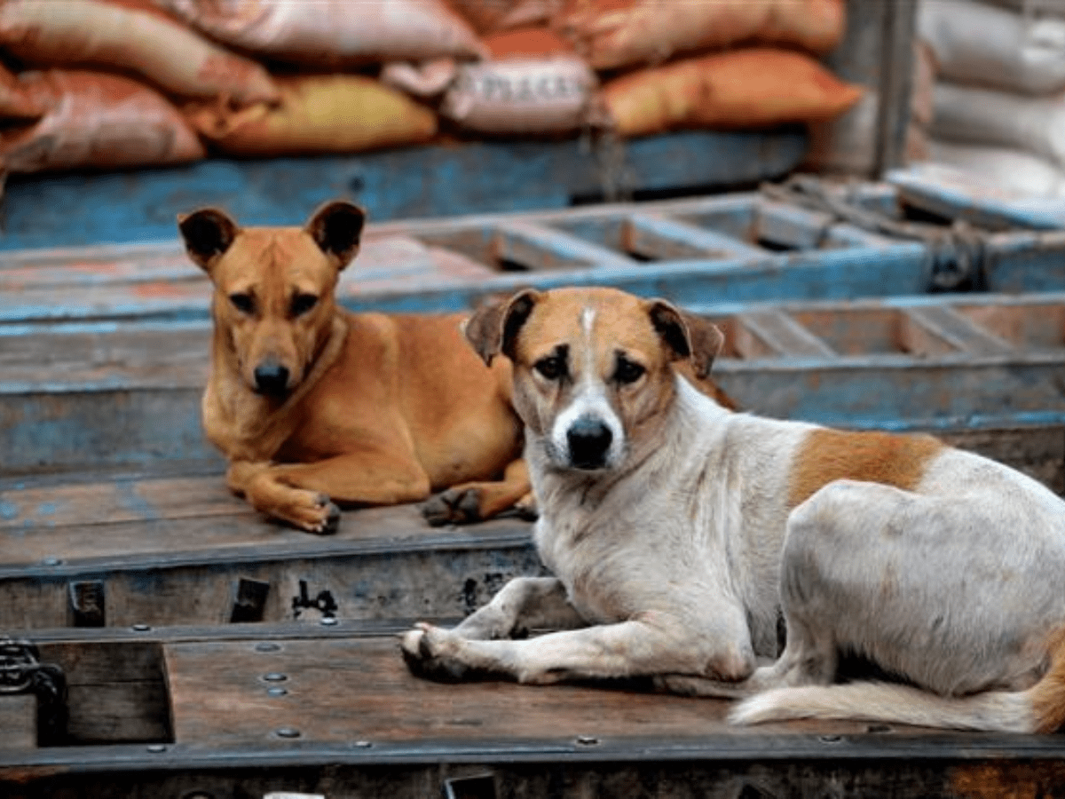 Stray Dog Bites Additional Collector During Evening Stroll in Telangana