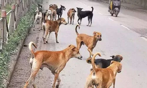 Stray Dogs Attack and Kill 20 Sheep in Nirmal, Leaving 5 in Critical Condition