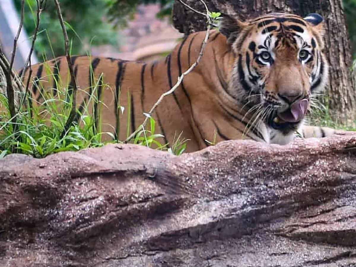 The Blame Game: Centre and Telangana Accuse Each Other of Inadequate Efforts towards Tiger Conservation