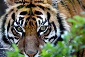 The Revival of the Big Cat: A Look at the Impact of Project Tiger.