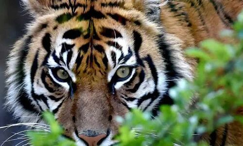 The Revival of the Big Cat: A Look at the Impact of Project Tiger.