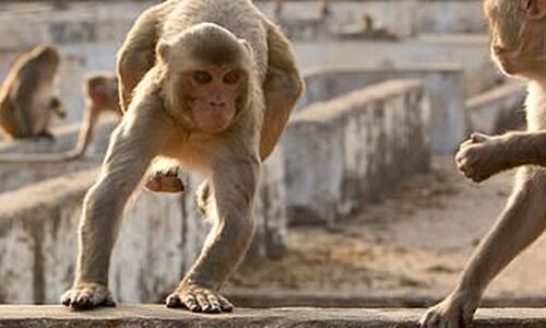 Three-year-old killed by boulder rolled down from roof by monkeys in Siddipet