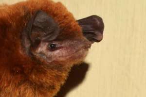 A new species of bat identified by a zoologist from Osmania University in Hyderabad