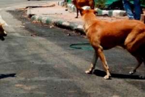 Another child mauled to death by stray dogs in Kazipet, Telangana