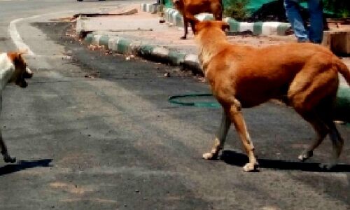 Another child mauled to death by stray dogs in Kazipet, Telangana
